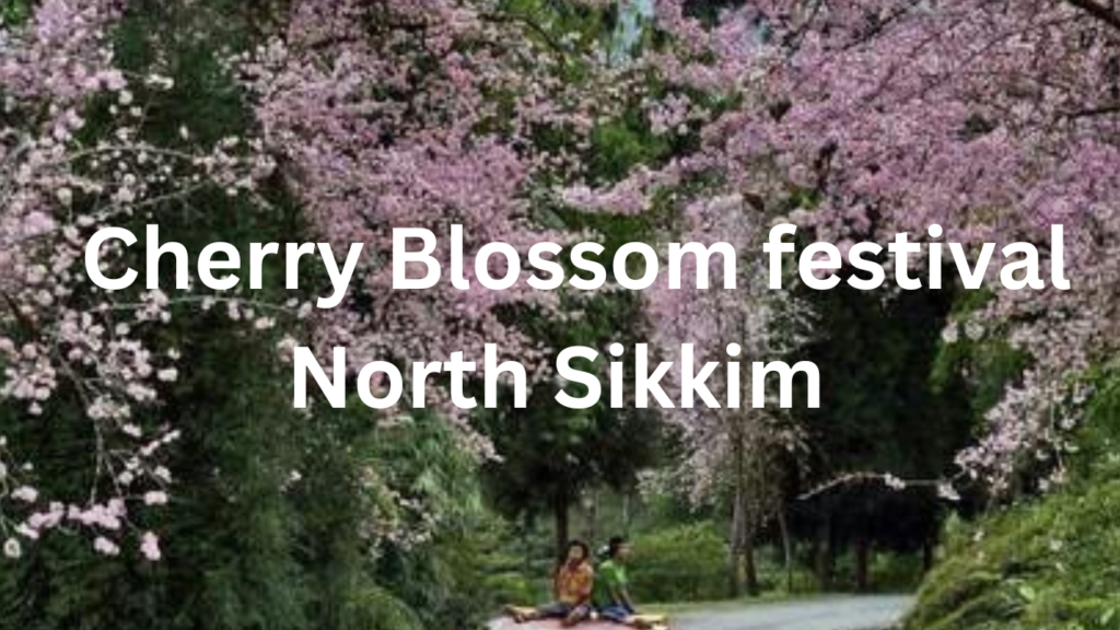 cherry blossom festival North sikkim