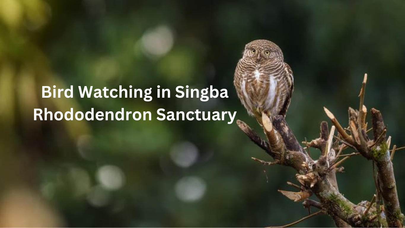 Bird Watching in Singba Rhododendron Sanctuary