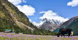 Yumthang Valley Exploration