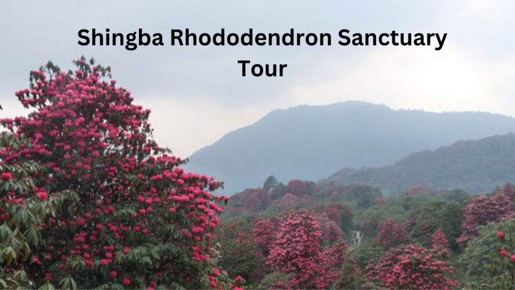 Shingba Rhododendron Sanctuary Tour